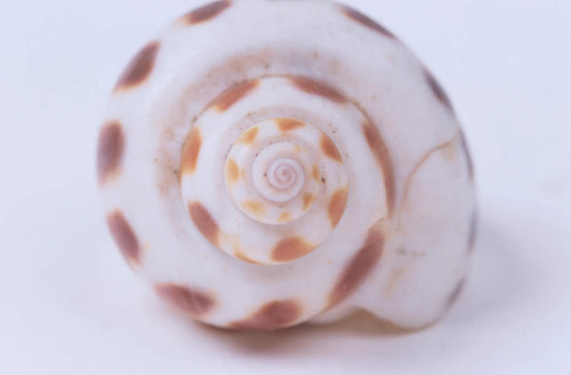 无人,横图,俯视,室内,特写,白天,白色背景,桌面,桌子,贝壳,海螺,漩涡,一个,摄影,影棚,单个,贝类外壳,海螺壳,软体动物外壳,彩图,高角度拍摄,全身,影棚拍摄,拍摄