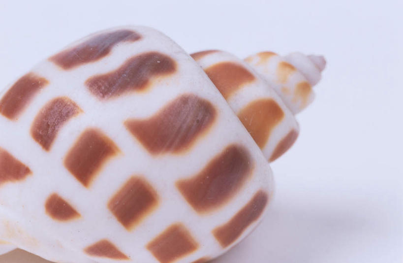 无人,横图,俯视,室内,特写,白天,白色背景,桌面,桌子,贝壳,斑点,褐色,海螺,一个,摄影,影棚,单个,贝类外壳,海螺壳,软体动物外壳,彩图,高角度拍摄,全身,影棚拍摄,螺旋形,拍摄