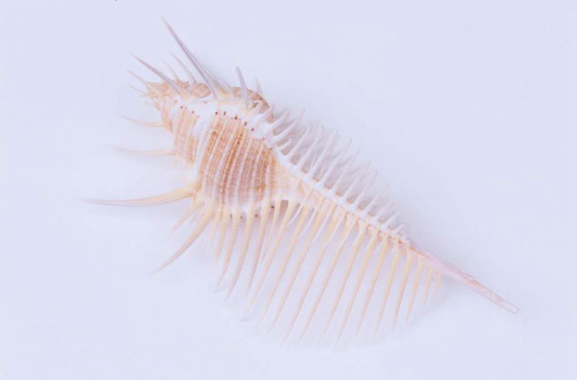 无人,横图,俯视,室内,特写,白天,白色背景,桌面,桌子,贝壳,一个,白色,摄影,影棚,单个,锋利,尖锐,尖利,骨螺,犀利,贝类外壳,海螺壳,软体动物外壳,彩图,高角度拍摄,全身,影棚拍摄,拍摄