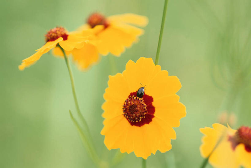 无人,站,横图,室外,特写,白天,正面,旅游,度假,美景,四朵,朦胧,模糊,盛开,昆虫,景观,花蕾,娱乐,花,花瓣,花朵,鲜花,一只,黄色,自然,花苞,花蕊,站着,享受,休闲,菊花,景色,放松,自然风光,甲虫,金鸡菊,小波斯菊,金钱菊,孔雀菊,站立,彩图,全身