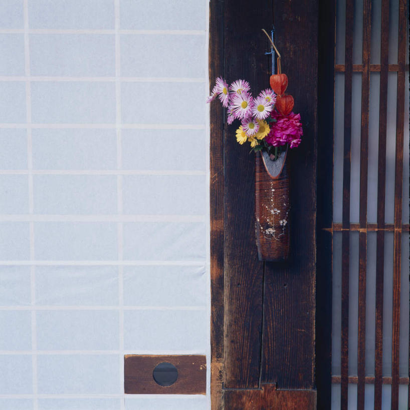 无人,竖图,室外,白天,正面,植物,门,三朵,盛开,墙,玛格丽特,墙壁,墙面,雏菊,花,花瓣,花朵,花卉,鲜花,粉色,黄色,白色,门框,花蕊,菊花,延命菊,幸福花,春菊,马兰头花,彩图