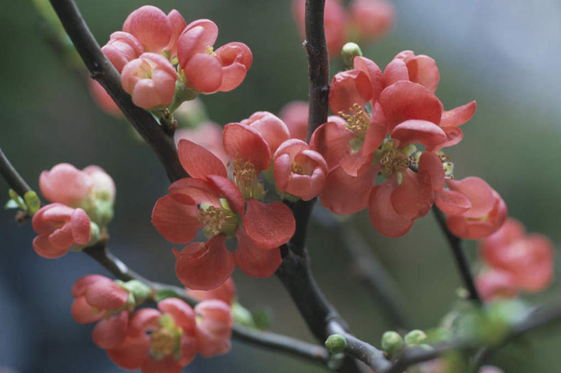 无人,横图,室外,特写,白天,正面,旅游,度假,美景,植物,日本,亚洲,许多,朦胧,模糊,盛开,景观,海棠,娱乐,花,花瓣,花朵,花卉,鲜花,树,树木,红色,绿色,自然,花蕊,享受,休闲,景色,放松,生长,成长,自然风光,东亚,本州,关东地方,本州岛,日本国,崎玉,崎玉县,倭海棠,贴梗海棠,铁脚海棠,皱皮木瓜,和园子,日本贴梗海棠,日本木瓜,彩图