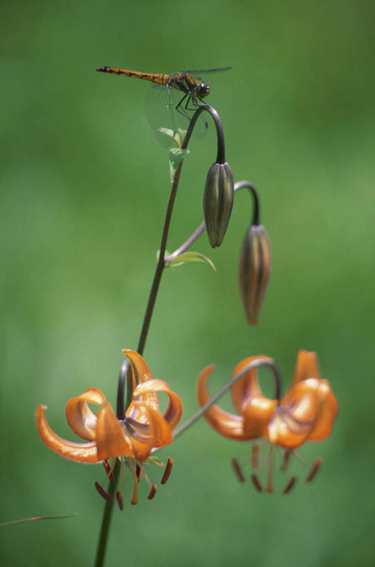 无人,站,竖图,室外,特写,白天,正面,旅游,度假,美景,植物,朦胧,模糊,盛开,蜻蜓,昆虫,景观,娱乐,花,花瓣,花朵,花卉,鲜花,两朵,一只,黄色,自然,动物,花蕊,站着,享受,休闲,景色,放松,自然风光,益虫,白鹤花,白玉簪,玉春棒,玉簪花,宽和,恬静,站立,彩图