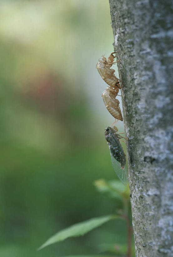 无人,竖图,室外,特写,白天,正面,旅游,度假,美景,植物,蝉,叶子,朦胧,模糊,昆虫,景观,绿叶,娱乐,树,树干,树木,三个,绿色,自然,动物,享受,休闲,嫩叶,景色,放松,生长,成长,自然风光,害虫,蚱蝉,叶,叶片,知了,彩图,全身