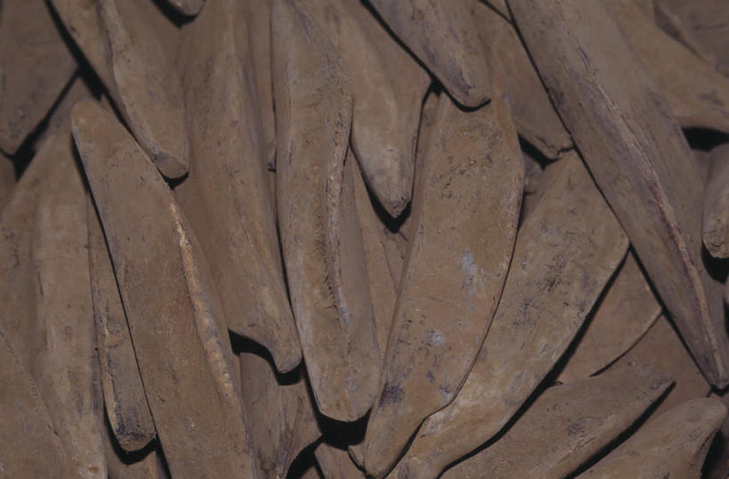 海鲜,无人,横图,俯视,室外,特写,白天,日本,亚洲,一排,许多,整齐,格子,支架,食品,褐色,鲣鱼,水产,食物,排列,队列,海产品,东亚,日本国,彩图,高角度拍摄