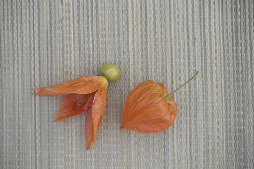 无人,横图,俯视,室内,特写,白天,桌面,桌子,盛开,花蕾,花,花瓣,花朵,鲜花,两个,花苞,花蕊,橙色,灯笼草,沙灯笼,天泡子,水灯笼,打卜草,打额泡,天泡草,王母珠,小酸浆,彩图,高角度拍摄