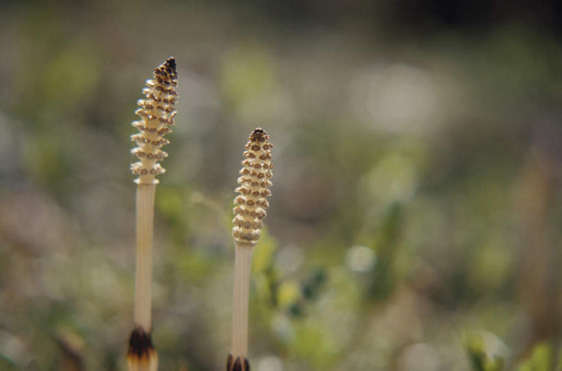 无人,横图,室外,特写,白天,正面,旅游,度假,美景,朦胧,模糊,盛开,景观,花蕾,娱乐,花,花瓣,花朵,鲜花,两朵,自然,花苞,花蕊,享受,休闲,景色,放松,自然风光,问荆,接续草,公母草,搂接草,空心草,马蜂草,猪鬃草,黄蚂草,节节草,接骨草,彩图
