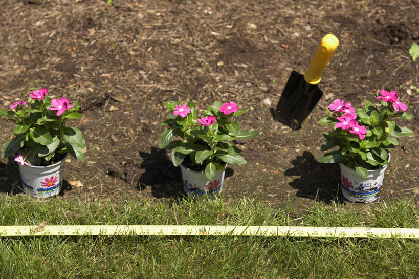 无人,横图,俯视,室外,白天,草地,草坪,花海,花圃,植物,叶子,花盆,一排,整齐,盛开,铲子,花坛,泥土,花蕾,草,花,花瓣,花朵,花卉,鲜花,排列,绿色,卷尺,花丛,花束,花田,花苞,花蕊,三盆,队列,彩图,高角度拍摄