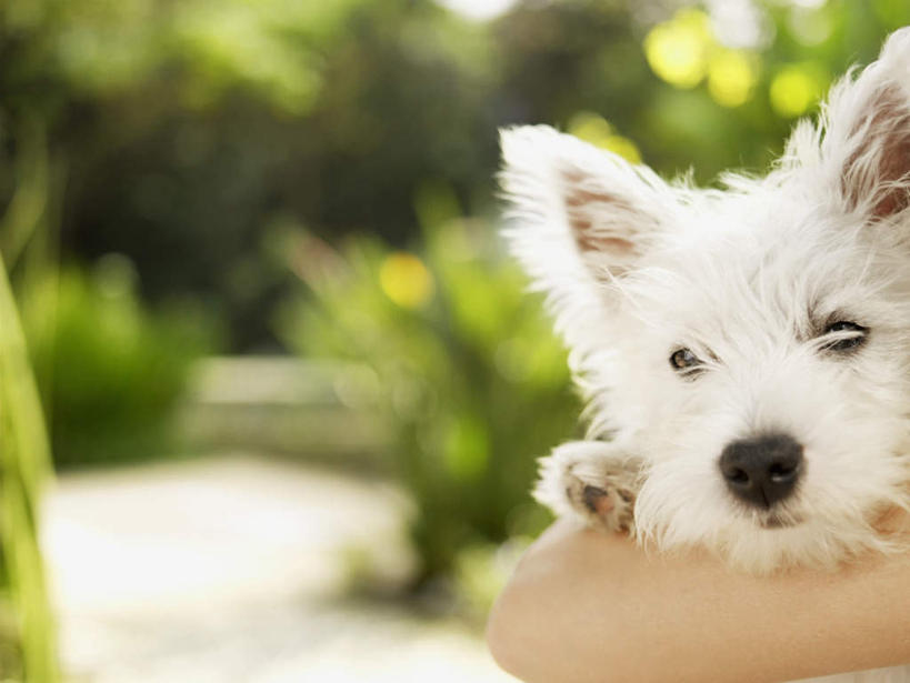 西方人,一个人,站,抱,横图,室外,特写,白天,正面,植物,宠物,狗,欧洲,欧洲人,仅一个年轻女性,仅一个女性,仅一个人,朦胧,模糊,梗犬,树,树木,一只,绿色,自然,动物,站着,可爱,望,生长,成长,抱着,西高地白梗,搂着,忠诚,年轻女性,女人,女性,白种人,手臂,犬,搂,站立,半身,彩图,西部高地白梗