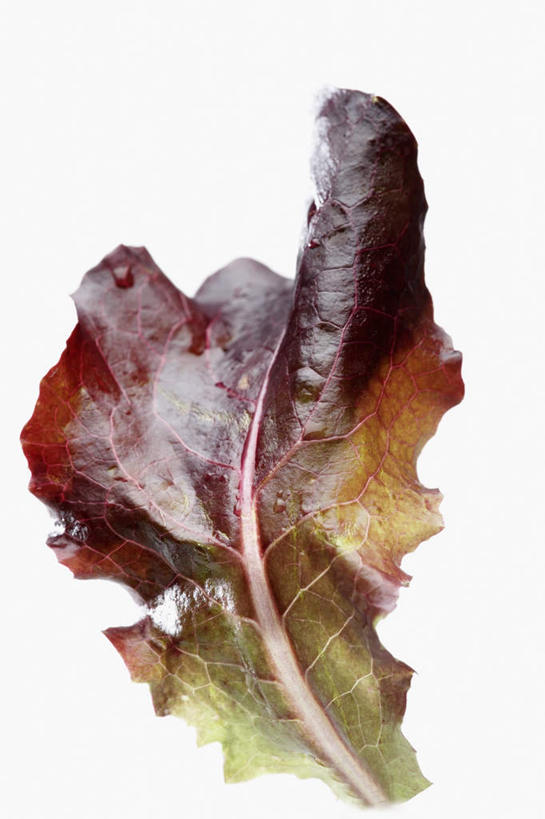 无人,竖图,俯视,室内,特写,白天,白色背景,蔬菜,一片,新鲜,生菜,莴苣,食品,蔬果,食物,摄影,有机食品,绿色食品,影棚,春菜,鹅仔菜,莴仔菜,千金菜,叶用莴苣,彩图,高角度拍摄,影棚拍摄,拍摄