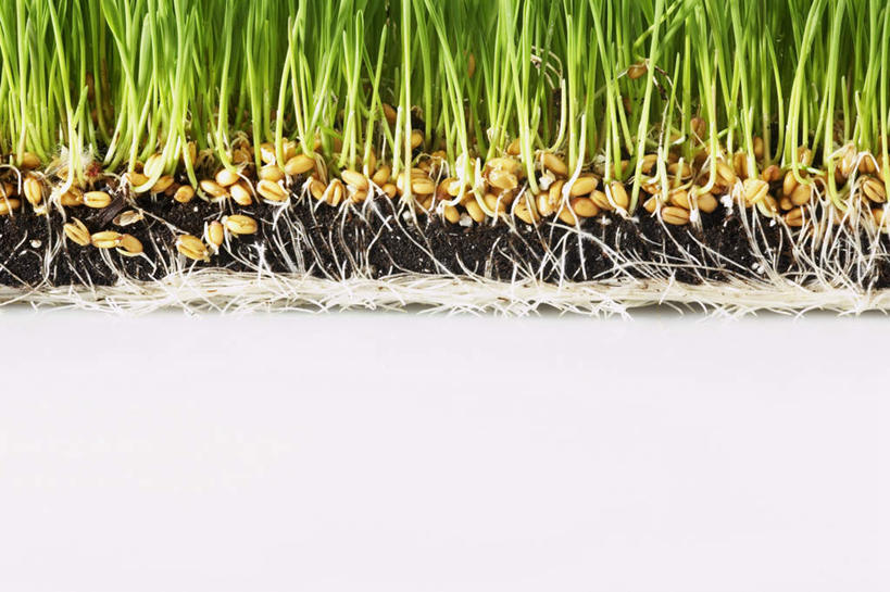 无人,横图,室内,特写,白天,白色背景,正面,植物,叶子,一堆,许多,堆叠,堆积,土地,茎,绿叶,根,绿色,嫩叶,摄影,影棚,堆,麦草,叶,叶片,彩图,影棚拍摄,拍摄