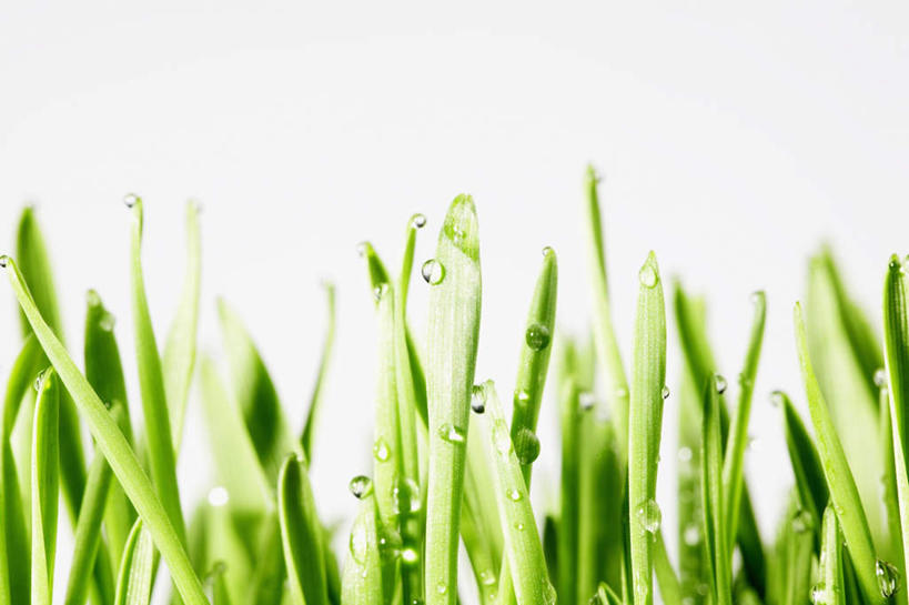 无人,横图,室内,特写,白天,白色背景,正面,水,植物,叶子,一堆,许多,堆叠,堆积,液体,水滴,绿叶,水珠,绿色,露珠,嫩叶,摄影,影棚,堆,麦草,叶,叶片,彩图,影棚拍摄,拍摄