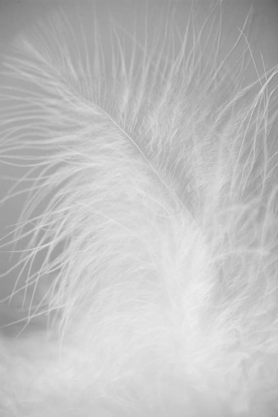 无人,竖图,室内,特写,白天,正面,静物,羽毛,一根,灰色背景,柔软,毛,白色,摄影,影棚,轻柔,轻巧,彩图,影棚拍摄,拍摄