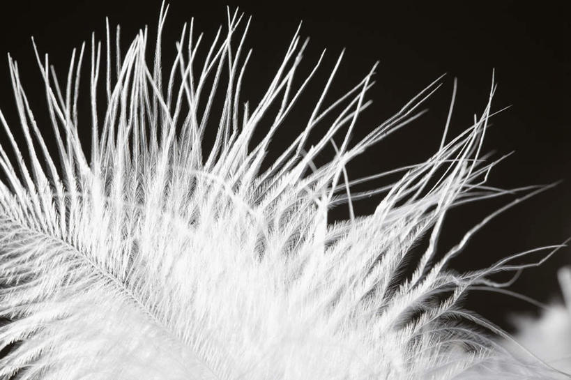 无人,横图,室内,特写,白天,正面,静物,羽毛,一根,黑色背景,柔软,毛,白色,摄影,影棚,轻柔,轻巧,彩图,影棚拍摄,拍摄