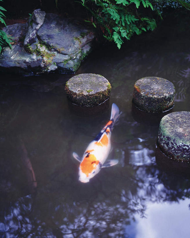 无人,竖图,俯视,室外,白天,礁石,石头,水,植物,日本,亚洲,日本文化,金鱼,鱼,石子,石墩,水池,水面,文化,传统,树,树木,一只,绿色,自然,动物,可爱,活泼,生长,成长,东亚,日本国,礁,石块,岩石,彩图,高角度拍摄