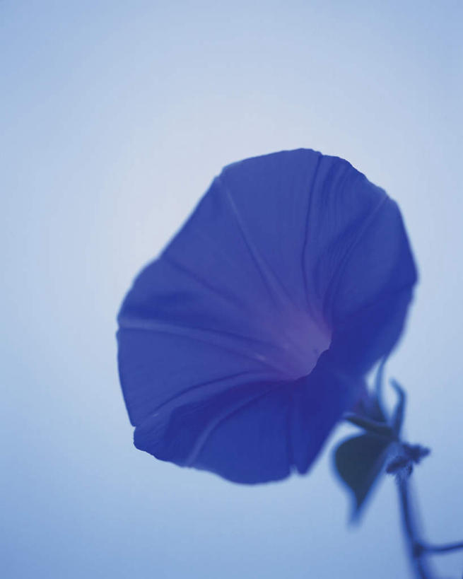 无人,竖图,室内,特写,白天,白色背景,正面,植物,喇叭花,静物,盛开,花,花瓣,花朵,花卉,鲜花,一朵,蓝色,花蕊,摄影,影棚,牵牛,牵牛子,勤娘子,碧冬茄,朝颜花,灵芝牡丹,牵牛花,彩图,影棚拍摄,拍摄