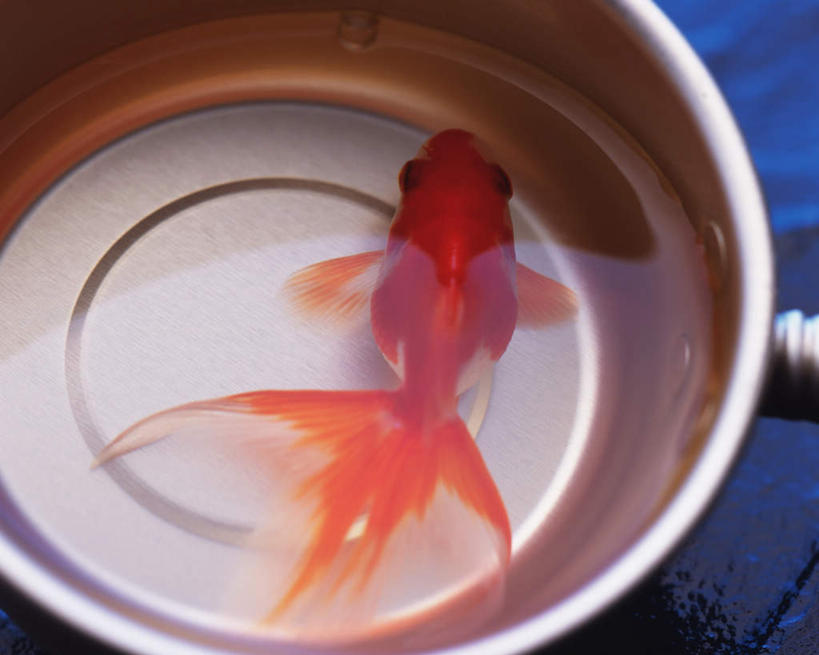 无人,横图,俯视,室内,特写,白天,一条,透明,金鱼,鱼,桶,液体,鱼类,红色,倒影,动物,容器,储藏,游动,倒映,储存,反照,彩图,高角度拍摄,贮存