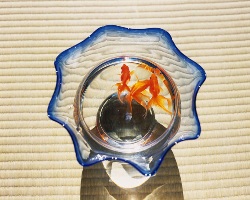 无人,横图,俯视,室内,特写,白天,水,两条,阴影,光线,金鱼,鱼,液体,影子,水滴,鱼缸,榻榻米,鱼类,玻璃制品,阳光,动物,垫子,游动,彩图,高角度拍摄