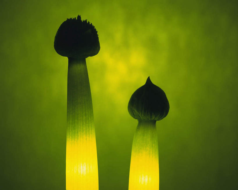 无人,横图,室内,特写,白天,正面,光晕,植物,照明,绿色背景,盛开,葱花,花,花瓣,花朵,花卉,鲜花,两朵,花蕊,闪耀,摄影,影棚,轮廓,明亮,照亮,闪烁,特效,彩图,影棚拍摄,拍摄