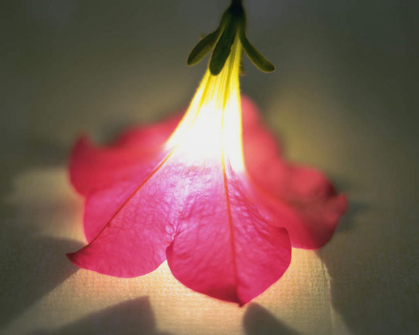 无人,横图,室内,特写,白天,正面,光晕,植物,喇叭花,照明,黑色背景,盛开,花,花瓣,花朵,花卉,鲜花,一朵,红色,花蕊,闪耀,摄影,影棚,轮廓,明亮,照亮,闪烁,特效,牵牛,牵牛子,勤娘子,碧冬茄,朝颜花,灵芝牡丹,牵牛花,彩图,影棚拍摄,拍摄