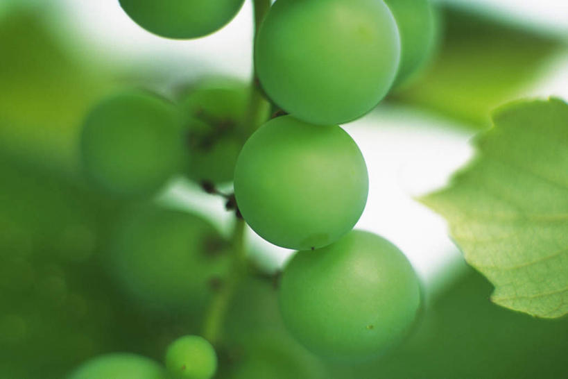 无人,横图,俯视,室内,特写,白天,美景,葡萄,水果,许多,朦胧,模糊,新鲜,景观,生食,食品,果实,食物,蓝色,绿色,蓝天,天空,自然,天,景色,有机食品,绿色食品,葡萄藤,自然风光,山葫芦,蒲桃,草龙珠,彩图,高角度拍摄