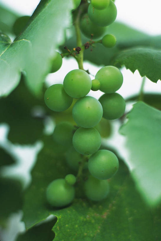 无人,竖图,室内,特写,白天,正面,美景,葡萄,水果,叶子,许多,朦胧,模糊,新鲜,景观,生食,食品,果实,绿叶,食物,蓝色,绿色,蓝天,天空,自然,天,嫩叶,景色,有机食品,绿色食品,葡萄藤,自然风光,叶,叶片,山葫芦,蒲桃,草龙珠,彩图