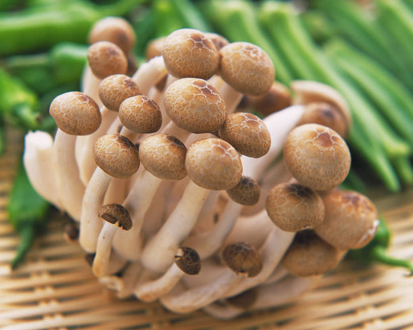 无人,横图,俯视,室内,特写,白天,蔬菜,一堆,许多,堆叠,堆积,新鲜,篮子,菌菇,秋葵,食品,菌类,平菇,食物,食用菌,摄影,有机食品,绿色食品,影棚,堆,毛茄,羊角豆,姬菇,黄秋葵,咖啡黄葵,糙皮侧耳,侧耳,黑牡丹菇,彩图,高角度拍摄,影棚拍摄,拍摄