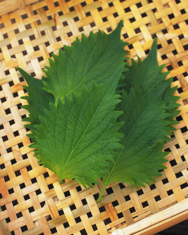 无人,竖图,俯视,室内,特写,白天,蔬菜,叶子,一堆,许多,堆叠,堆积,新鲜,食品,绿叶,食物,嫩叶,摄影,有机食品,绿色食品,影棚,堆,紫苏,香叶,赤苏,红苏,黑苏,叶,叶片,彩图,高角度拍摄,影棚拍摄,拍摄