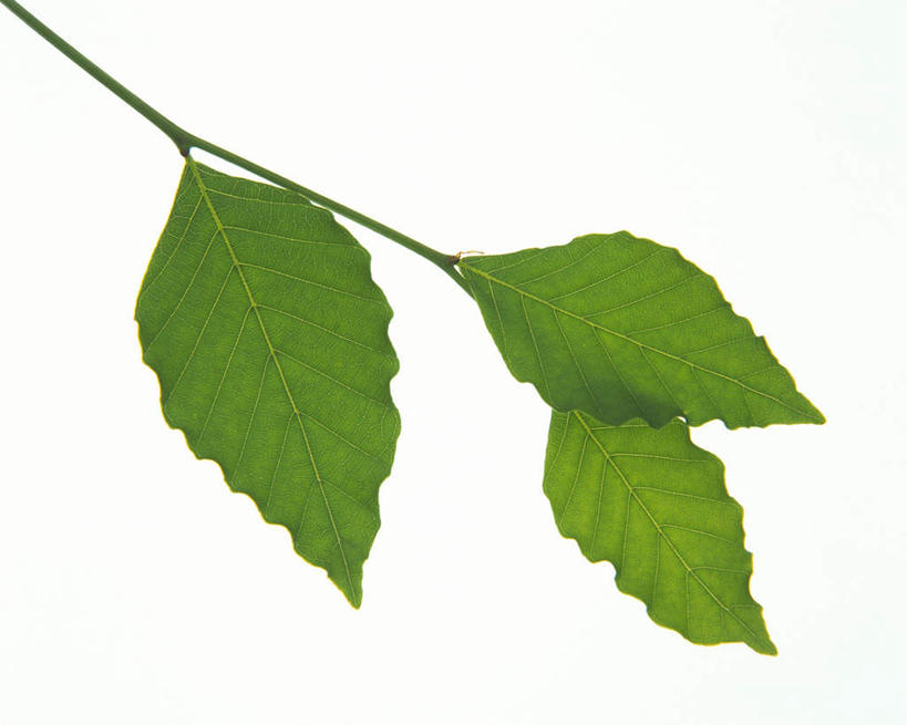 无人,横图,俯视,室内,特写,白天,白色背景,叶子,纹路,茎,绿叶,枝条,三片,绿色,嫩叶,摄影,影棚,叶,叶片,叶脉,彩图,高角度拍摄,影棚拍摄,拍摄