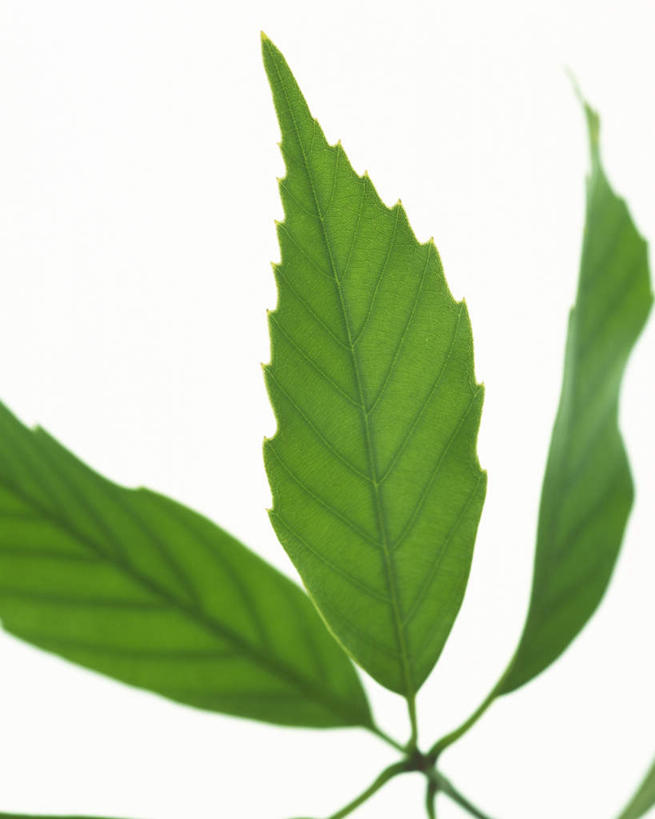 无人,竖图,室内,特写,白天,白色背景,正面,叶子,纹路,茎,绿叶,枝条,三片,绿色,嫩叶,摄影,影棚,叶,叶片,叶脉,彩图,影棚拍摄,拍摄