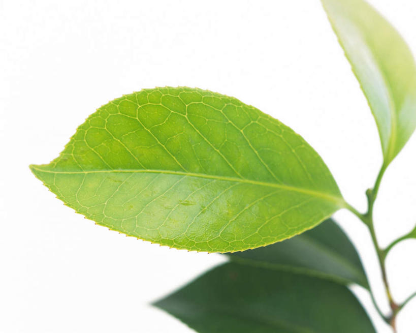 无人,横图,室内,特写,白天,白色背景,正面,叶子,四片,朦胧,模糊,纹路,茎,绿叶,枝条,绿色,嫩叶,摄影,影棚,叶,叶片,叶脉,彩图,影棚拍摄,拍摄