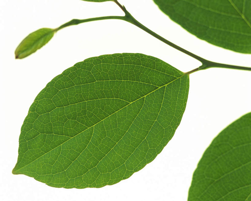 无人,横图,室内,特写,白天,白色背景,正面,叶子,四片,纹路,茎,绿叶,枝条,绿色,嫩叶,摄影,影棚,叶,叶片,叶脉,彩图,影棚拍摄,拍摄