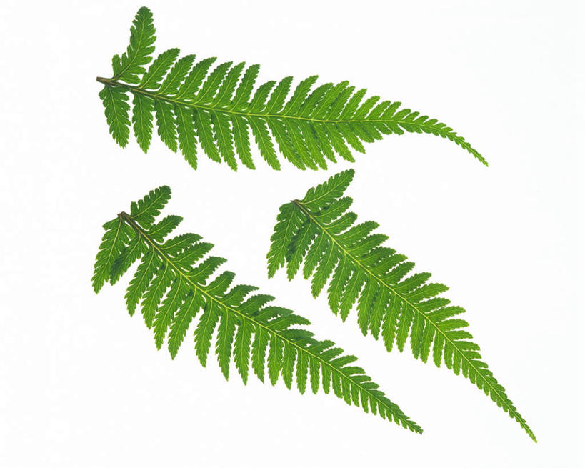 无人,横图,俯视,室内,特写,白天,白色背景,叶子,纹路,茎,绿叶,枝条,三片,绿色,嫩叶,摄影,影棚,蕨类,叶,叶片,叶脉,彩图,高角度拍摄,影棚拍摄,拍摄