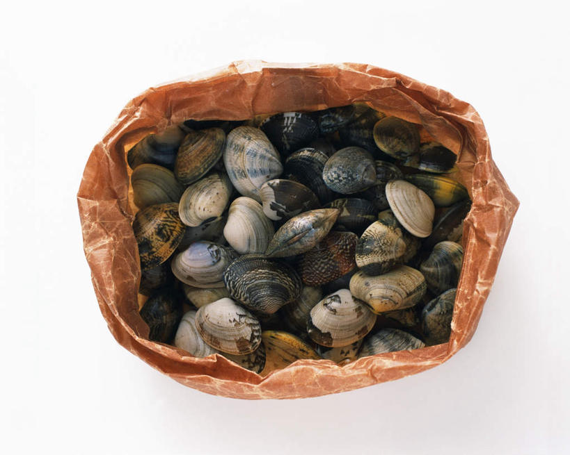 无人,横图,俯视,室内,特写,白天,白色背景,贝壳,许多,蛤蜊,海洋生物,一个,包装盒,蛤,摄影,影棚,单个,水生动物,水生物,海底动物,蛤仔,贝类外壳,海螺壳,软体动物外壳,彩图,高角度拍摄,影棚拍摄,拍摄