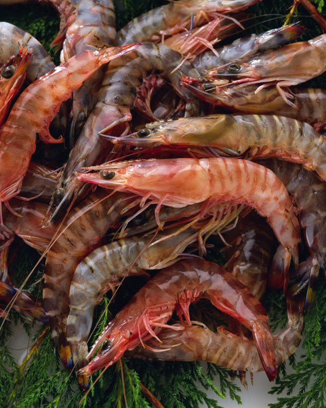 无人,竖图,俯视,室内,特写,白天,一堆,许多,堆叠,堆积,黑色背景,基围虾,海洋生物,摄影,影棚,堆,海草,水生动物,水生物,海底动物,刀额新对虾,麻虾,新对虾,彩图,高角度拍摄,影棚拍摄,拍摄