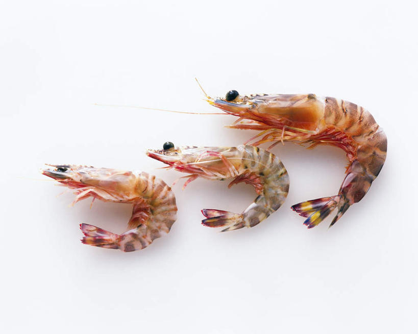 无人,横图,俯视,室内,特写,白天,白色背景,三只,一排,整齐,基围虾,海洋生物,排列,黄色,摄影,影棚,队列,水生动物,水生物,海底动物,刀额新对虾,麻虾,新对虾,彩图,高角度拍摄,全身,影棚拍摄,拍摄