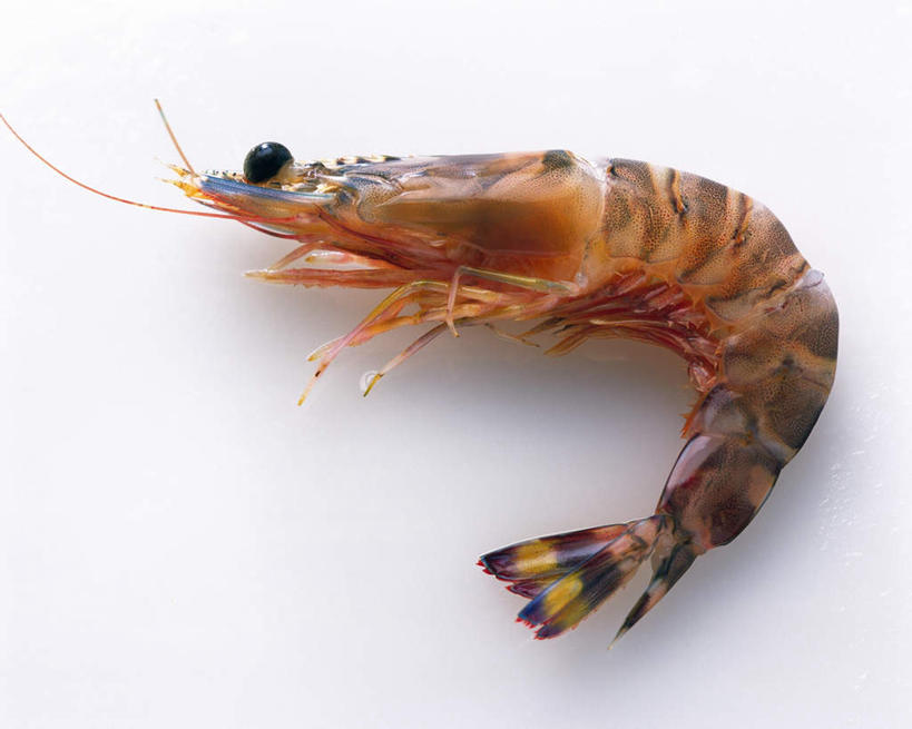 无人,横图,俯视,室内,特写,白天,白色背景,基围虾,海洋生物,一只,黄色,摄影,影棚,水生动物,水生物,海底动物,刀额新对虾,麻虾,新对虾,彩图,高角度拍摄,全身,影棚拍摄,拍摄