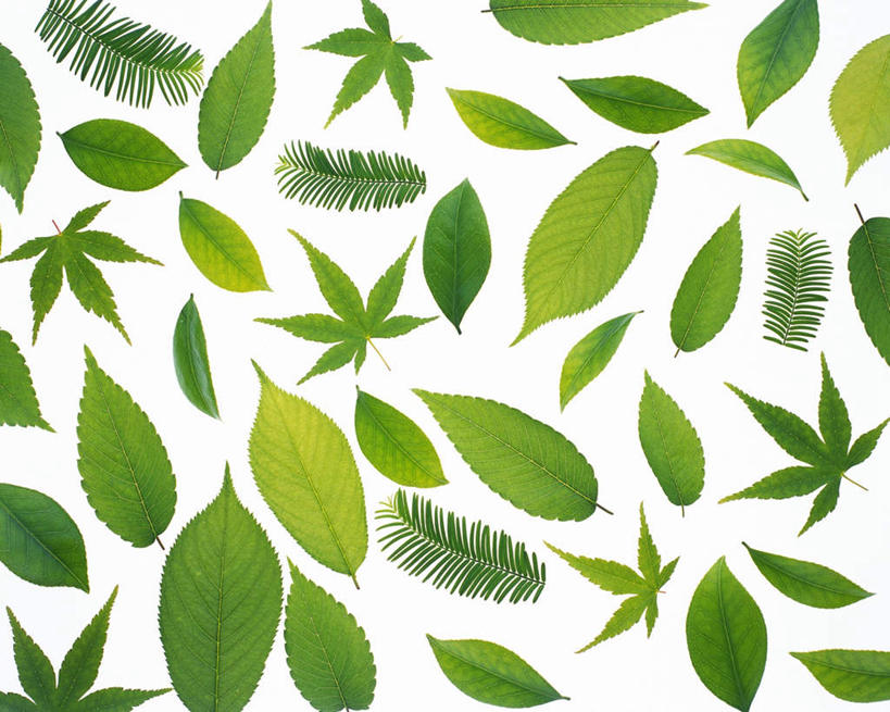 无人,横图,俯视,室内,特写,白天,白色背景,叶子,许多,平铺,纹路,茎,枫叶,绿叶,枝条,绿色,嫩叶,摄影,影棚,叶,叶片,叶脉,彩图,高角度拍摄,影棚拍摄,拍摄