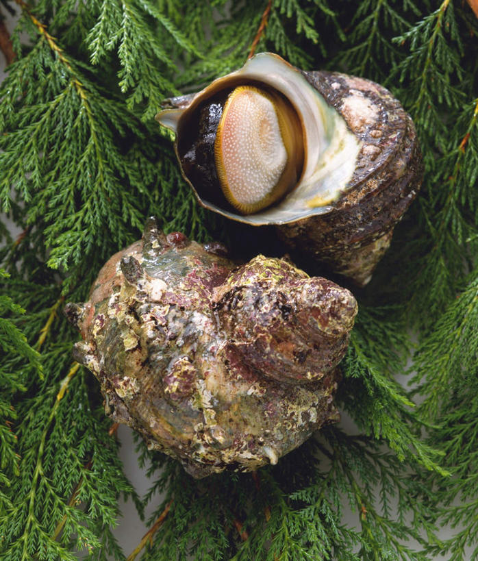 无人,竖图,俯视,室内,特写,白天,白色背景,柏树,枝条,海洋生物,树枝,两个,绿色,摄影,影棚,水生动物,水生物,螺蛳,海底动物,田螺,高尚,长寿,不朽,正气,蜗篱,师螺,蜗蠃,方田螺,滨螺,厚壳玉黍螺,彩图,高角度拍摄,影棚拍摄,拍摄