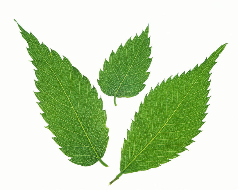 无人,横图,俯视,室内,特写,白天,白色背景,叶子,纹路,茎,绿叶,枝条,三片,绿色,嫩叶,摄影,影棚,叶,叶片,叶脉,彩图,高角度拍摄,影棚拍摄,拍摄