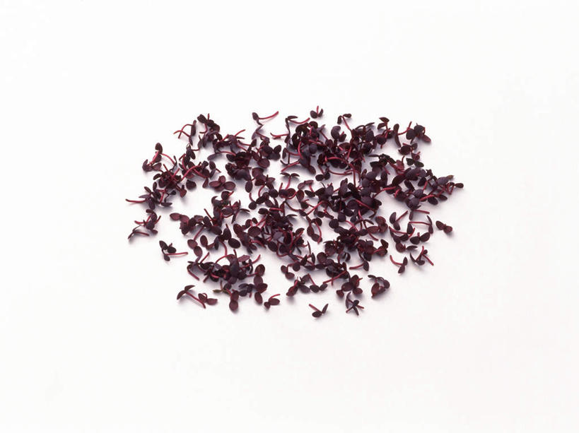 无人,横图,俯视,室内,特写,白天,白色背景,一堆,许多,堆叠,堆积,紫色,摄影,影棚,堆,芽,紫苏,赤苏,红苏,黑苏,彩图,高角度拍摄,影棚拍摄,拍摄