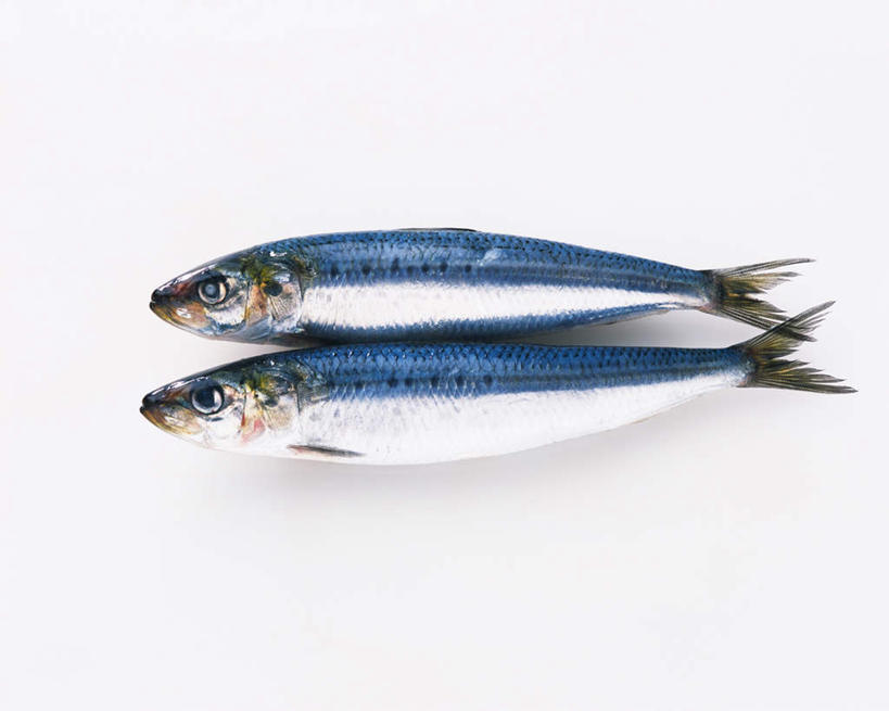 海鲜,无人,横图,俯视,室内,特写,白天,白色背景,两条,鱼,水产,鱼类,海洋生物,摄影,影棚,沙丁鱼,鲱鱼,水生动物,海产品,水生物,海底动物,沙甸鱼,沙鲻,沙脑鰛,大肚鰛,真鰛,萨丁鱼,鳁,鲱科,彩图,高角度拍摄,全身,影棚拍摄,拍摄