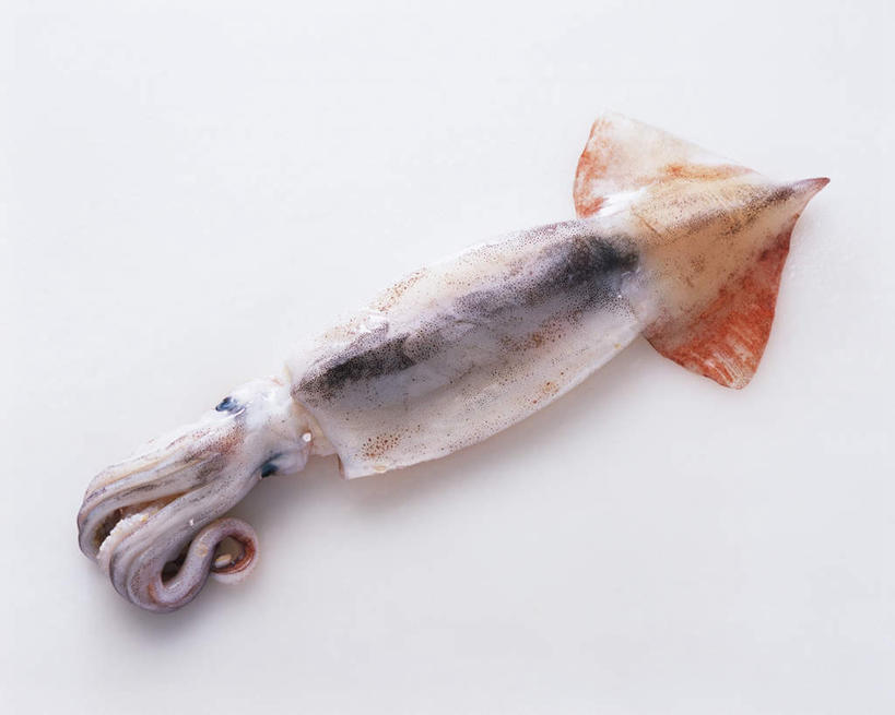 无人,横图,俯视,室内,特写,白天,白色背景,乌贼,海洋生物,一只,摄影,影棚,水生动物,水生物,海底动物,乌鲗,乌鱼,无脊椎非鱼类,墨鱼,墨斗鱼,花枝,彩图,高角度拍摄,全身,影棚拍摄,拍摄