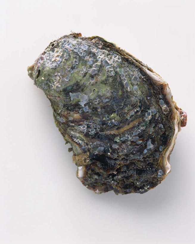 海鲜,无人,竖图,俯视,室内,特写,白天,白色背景,牡蛎,水产,一个,摄影,影棚,单个,生蚝,水生动物,海产品,水生物,彩图,高角度拍摄,影棚拍摄,拍摄