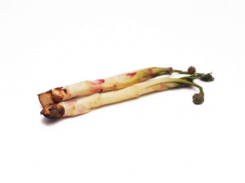 无人,横图,俯视,室内,特写,白天,白色背景,芦笋,蔬菜,新鲜,食品,食物,两个,黄色,摄影,有机食品,绿色食品,影棚,猪尾巴,药鸡豆子,石刁柏,蚂蚁杆,龙须菜,狼尾巴根,彩图,高角度拍摄,影棚拍摄,拍摄