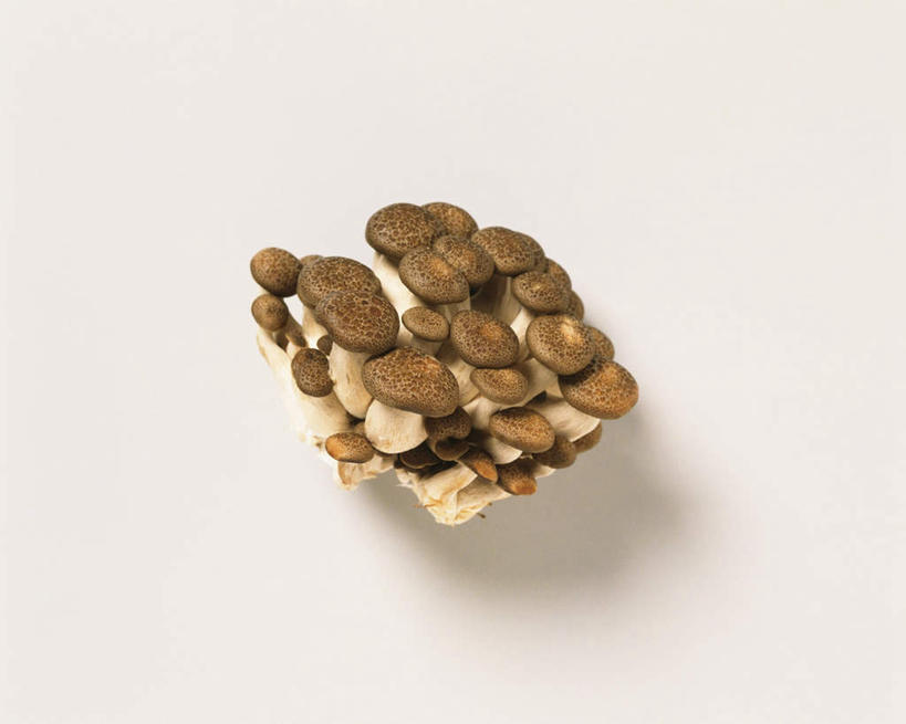 无人,横图,俯视,室内,特写,白天,白色背景,蔬菜,一堆,许多,堆叠,堆积,新鲜,菌菇,食品,菌类,平菇,食物,黄色,食用菌,摄影,有机食品,绿色食品,影棚,堆,姬菇,糙皮侧耳,侧耳,黑牡丹菇,彩图,高角度拍摄,影棚拍摄,拍摄