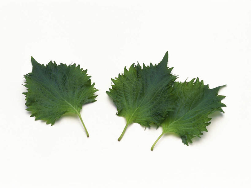 无人,横图,俯视,室内,特写,白天,白色背景,植物,叶子,纹路,茎,绿叶,草药,药草,三片,中药,嫩叶,摄影,影棚,紫苏,药材,中草药,中药材,本草,赤苏,红苏,黑苏,叶,叶片,叶脉,彩图,高角度拍摄,影棚拍摄,拍摄