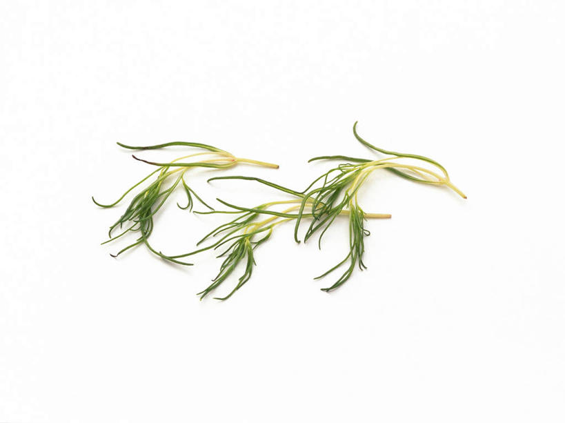 无人,横图,俯视,室内,特写,白天,白色背景,蔬菜,许多,新鲜,食品,食物,绿色,海藻,摄影,有机食品,绿色食品,影棚,海草,彩图,高角度拍摄,影棚拍摄,拍摄