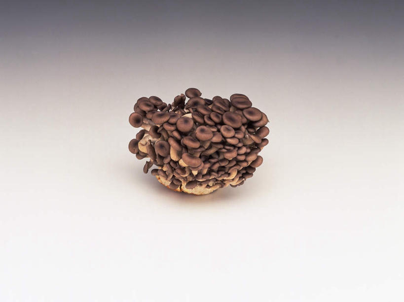 无人,横图,俯视,室内,特写,白天,白色背景,蔬菜,一堆,许多,堆叠,堆积,新鲜,菌菇,食品,褐色,菌类,平菇,食物,食用菌,摄影,有机食品,绿色食品,影棚,堆,姬菇,糙皮侧耳,侧耳,黑牡丹菇,彩图,高角度拍摄,影棚拍摄,拍摄