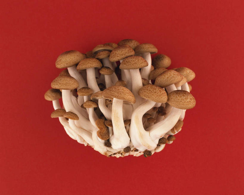 无人,横图,俯视,室内,特写,白天,蔬菜,一堆,许多,堆叠,堆积,红色背景,新鲜,菌菇,食品,褐色,菌类,平菇,食物,食用菌,摄影,有机食品,绿色食品,影棚,堆,姬菇,糙皮侧耳,侧耳,黑牡丹菇,彩图,高角度拍摄,影棚拍摄,拍摄